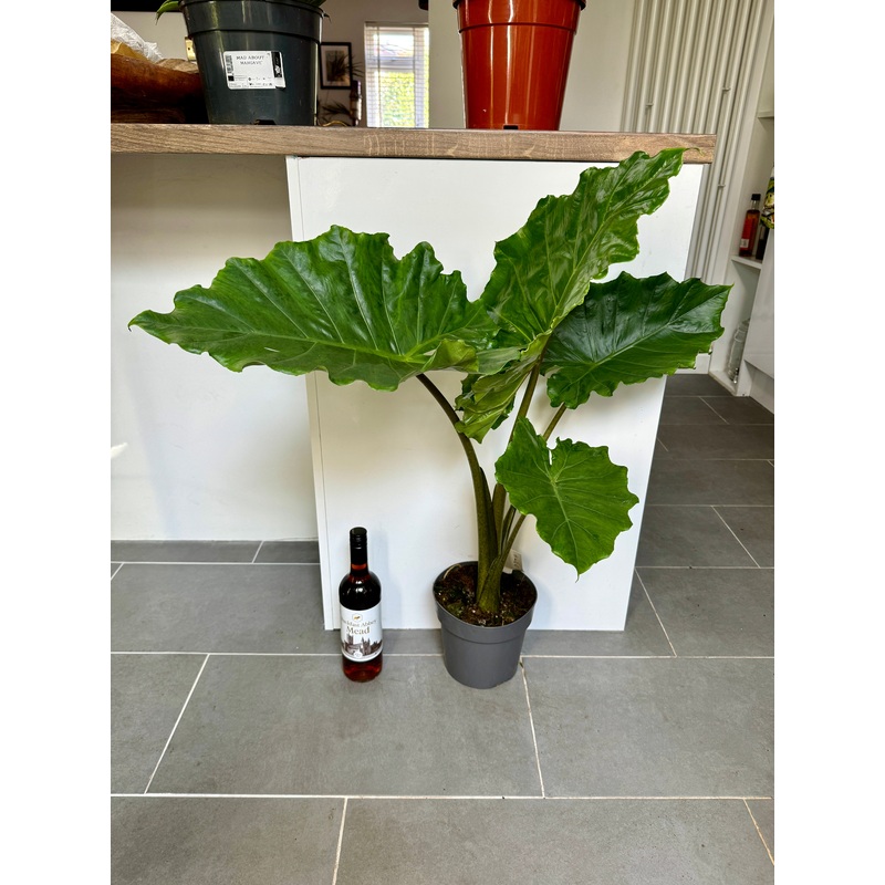 95cm Alocasia Portodora