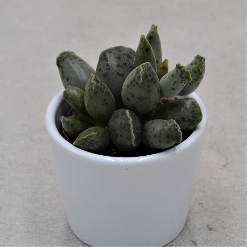 Adromischus cooperi var. festivus – 6cm