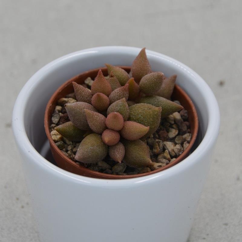 Adromischus herrei Aubergine – 5.5cm