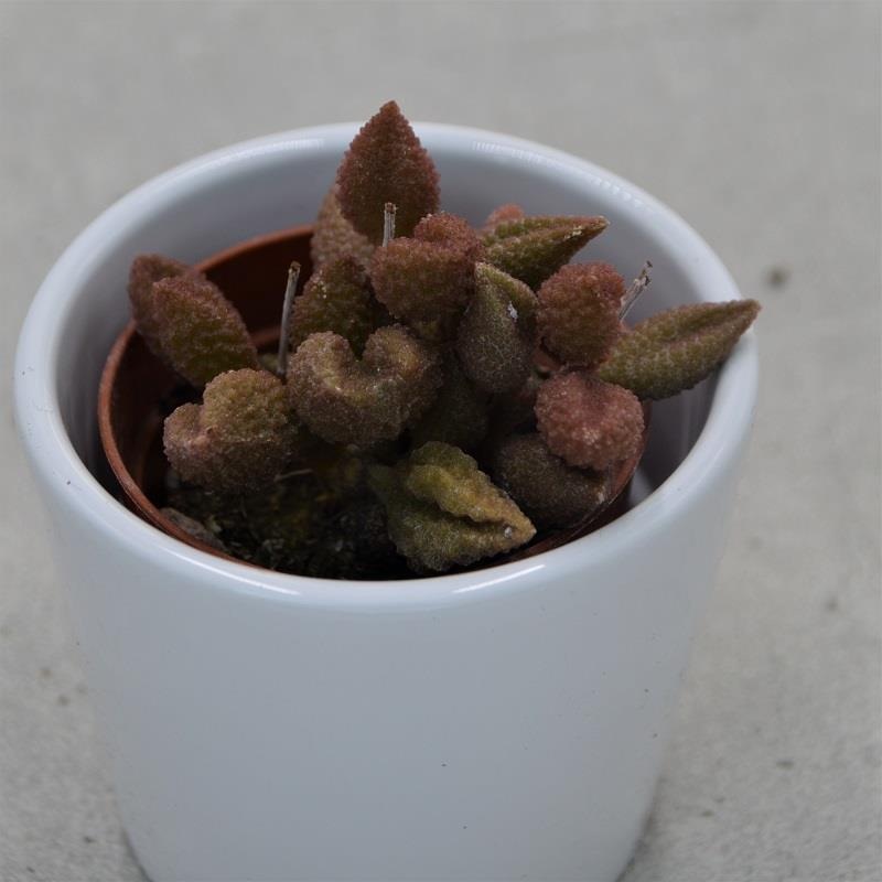 Adromischus marianiae cv. Coffee Bean – 5.5cm