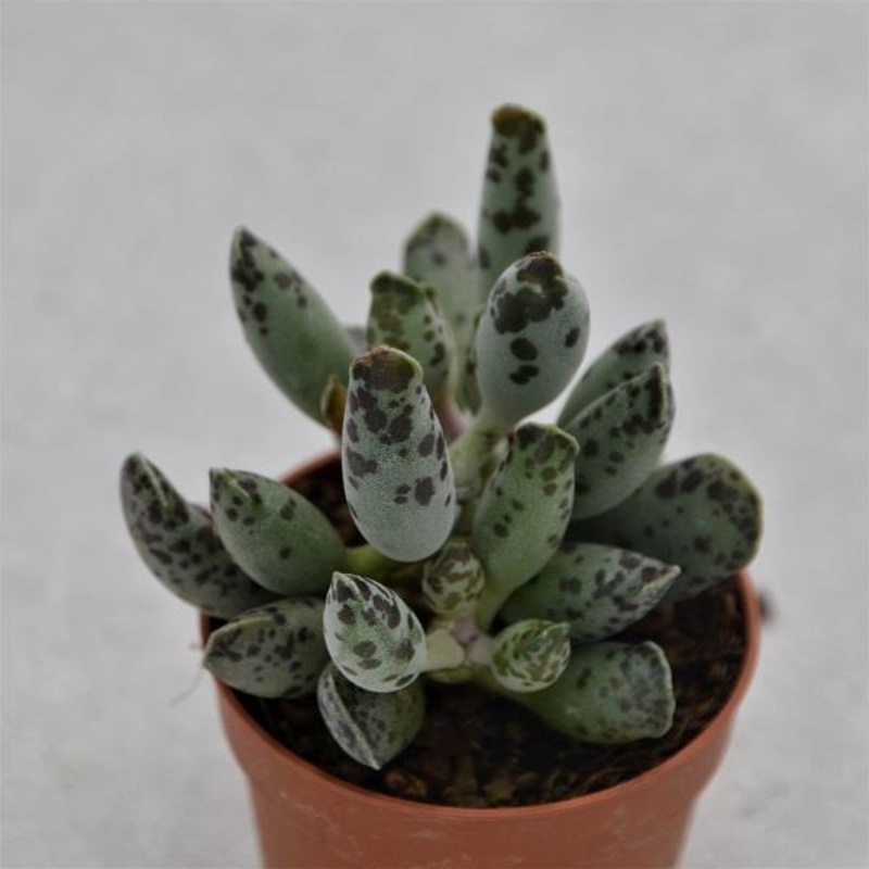 Adromischus trigynus filicaaulis – 5.5cm