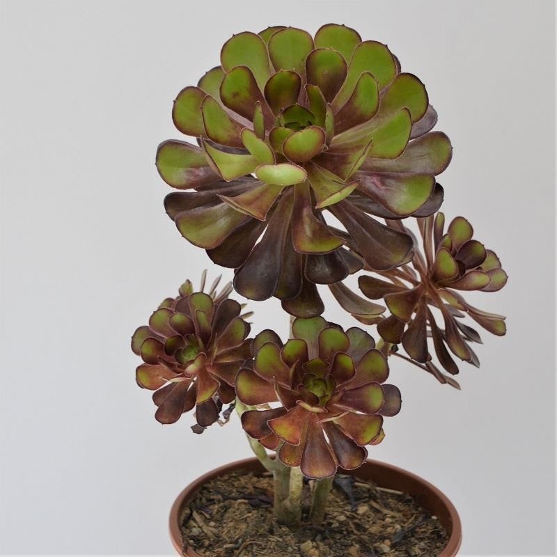 Aeonium arboreum – 17cm