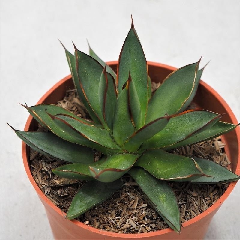 Agave Burnt Burgundy – 13cm