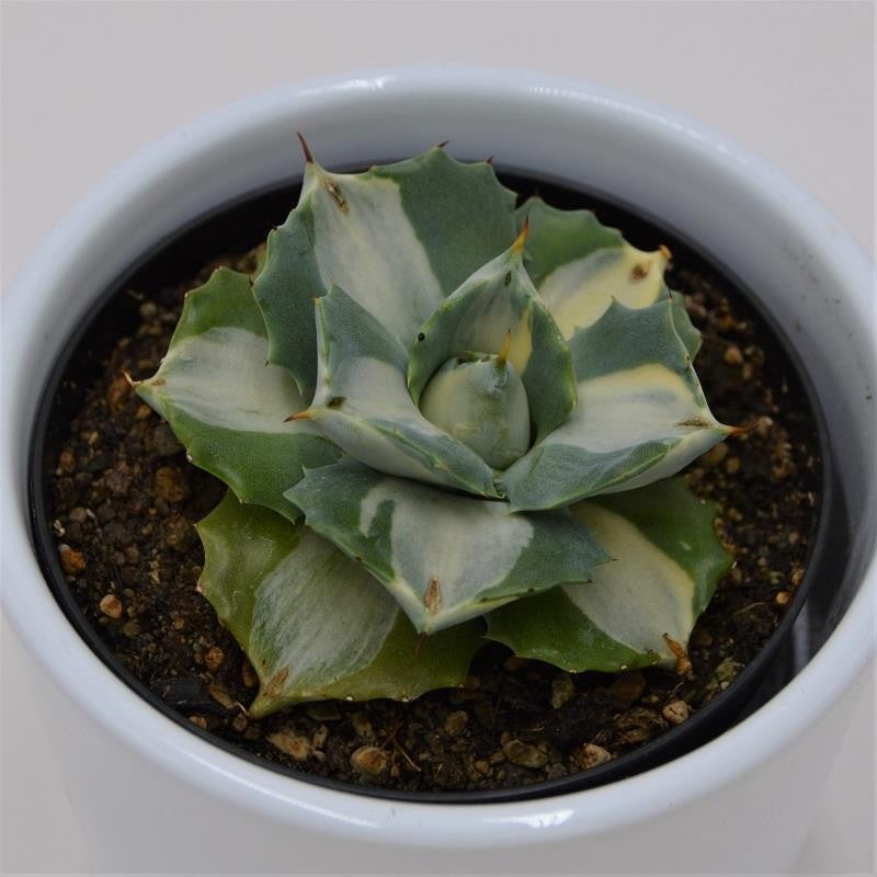 Agave isthmensis f. mediopicta alba – 9cm