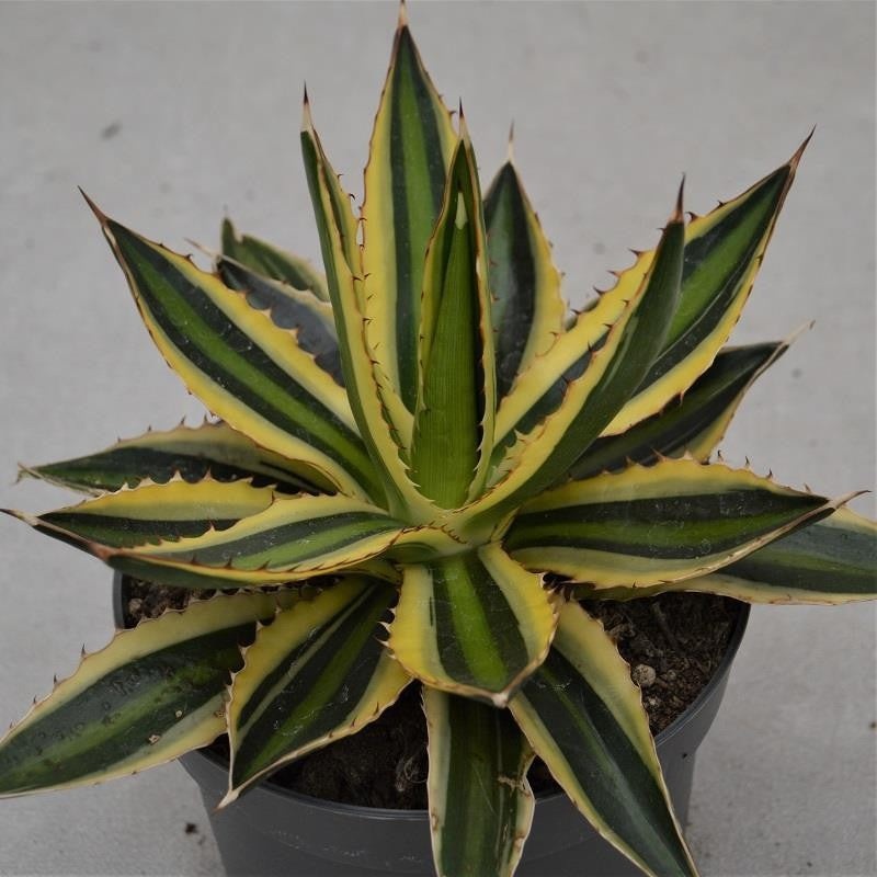 Agave lophantha Quadricolor – 14cm