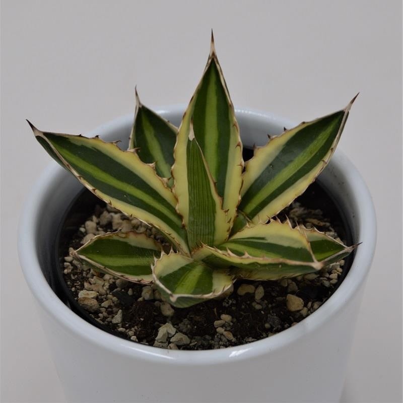 Agave lophantha Quadricolor – 9cm