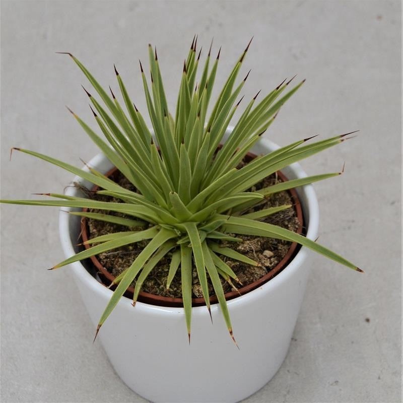 Agave striata v. nana – 10.5cm