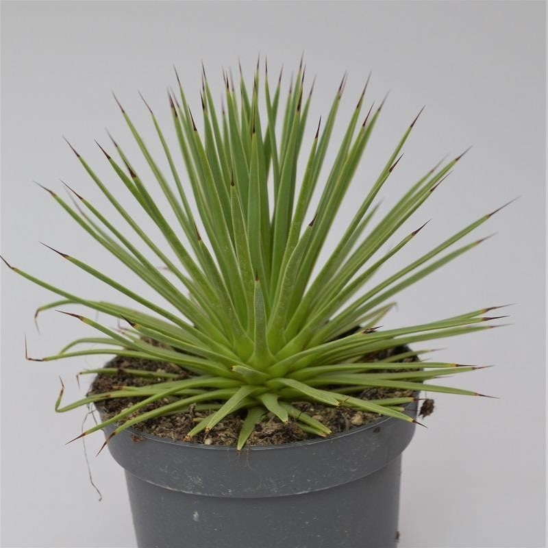 Agave striata v. nana – 12cm