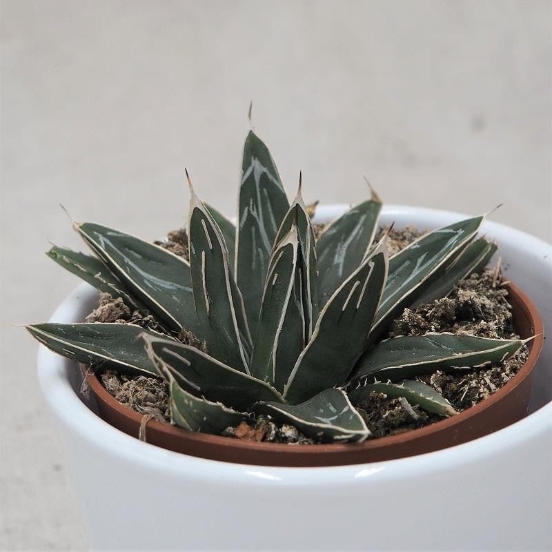 Agave victoriae-reginae – 8.5cm