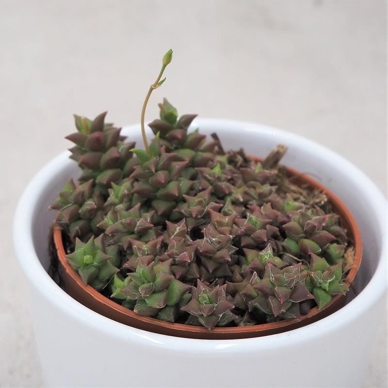 Anacampseros retusa – 8.5cm
