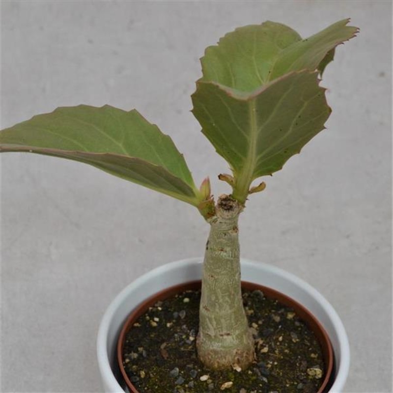 Cissus jutea – 10.5cm
