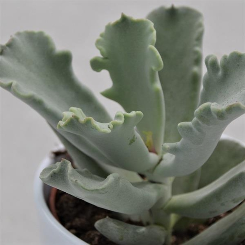 Cotyledon Coral – 10.5cm