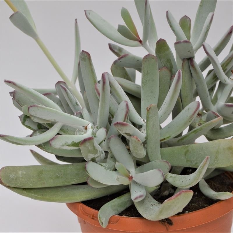 Cotyledon orbiculata var. oblonga – 17cm