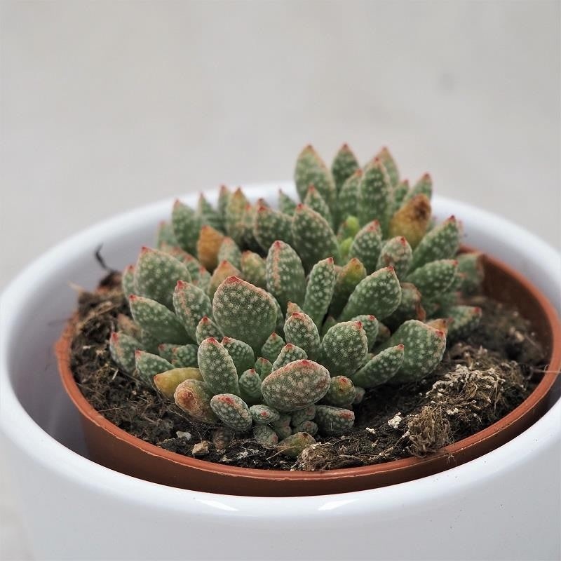 Crassula ausensis subsp. titanopsis – 8.5cm