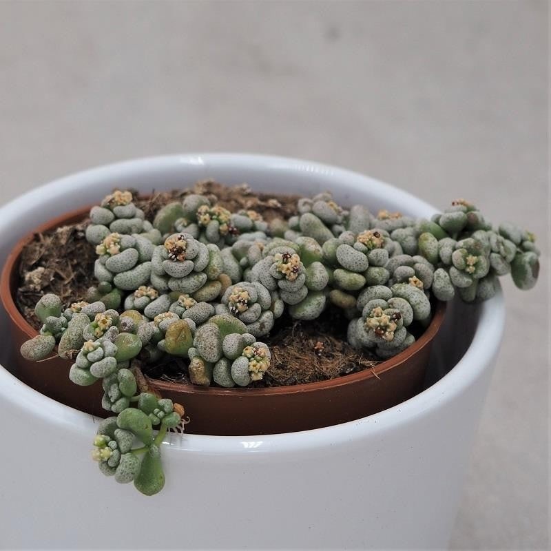 Crassula corallina – 8.5cm