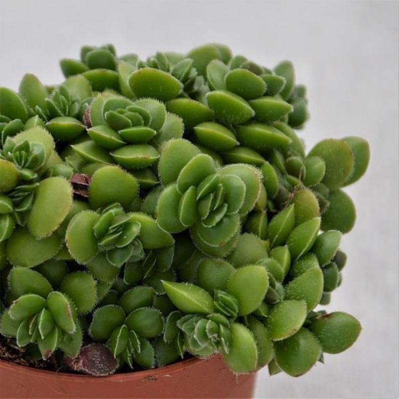 Crassula David – 8.5cm
