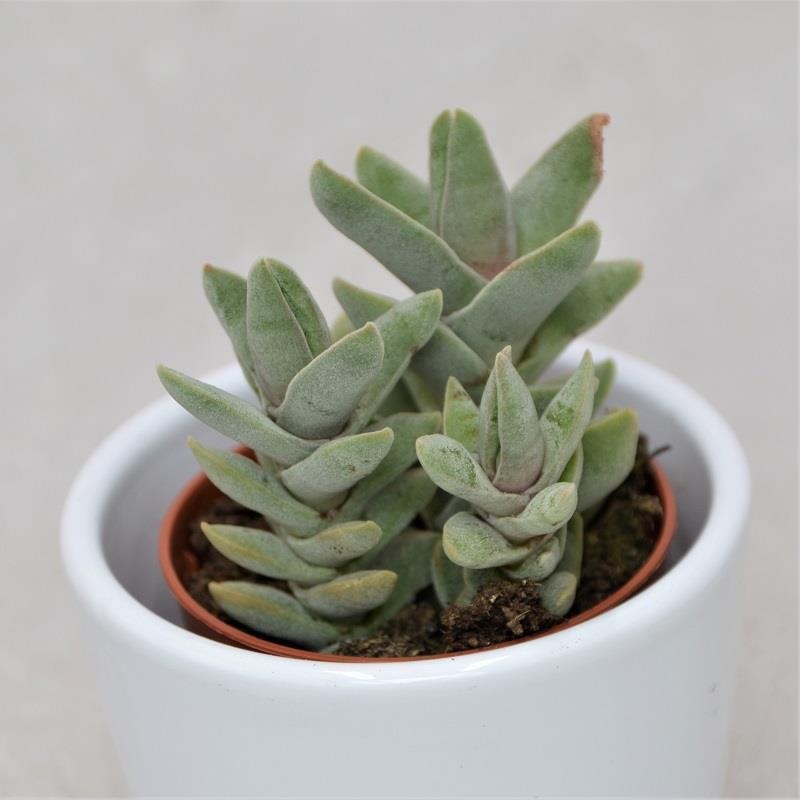 Crassula falcata minor – 5.5cm
