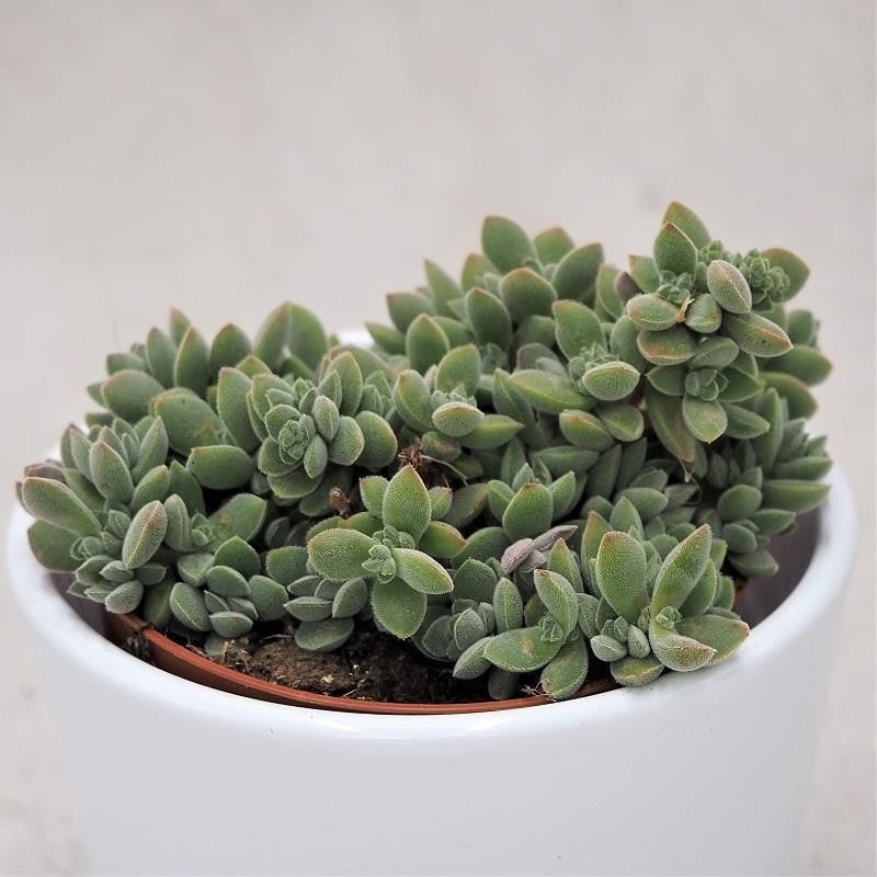 Crassula lanuginosa – 8.5cm
