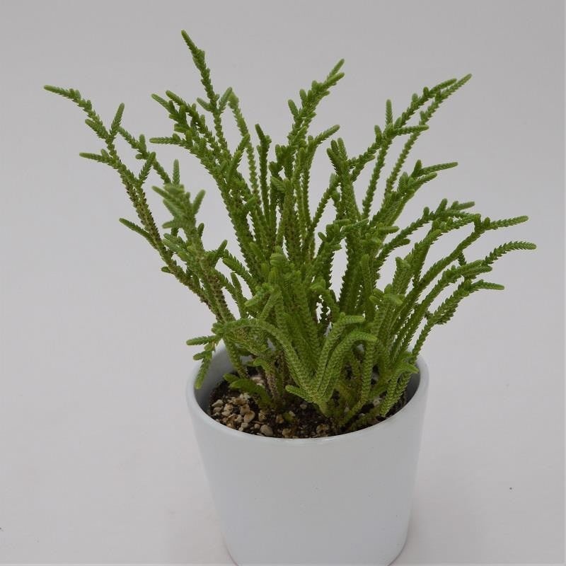 Crassula lycopodioides – 10.5cm
