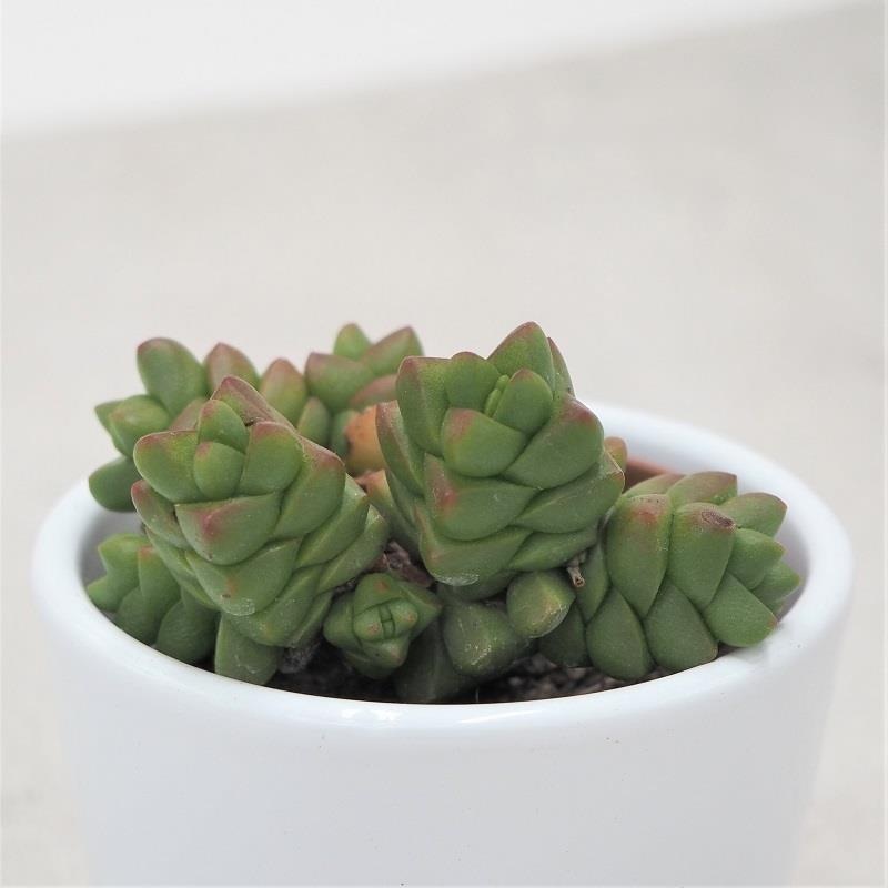 Crassula marchandii – 5.5cm