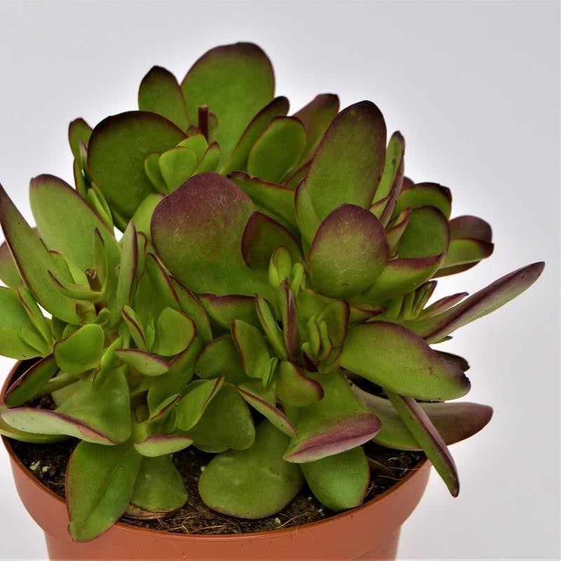 Crassula nudicaulis var. platyphylla Burgundy – 13cm