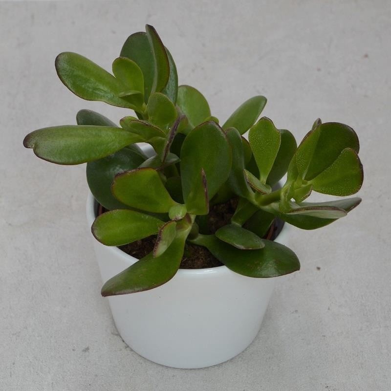 Crassula ovata – 10.5cm