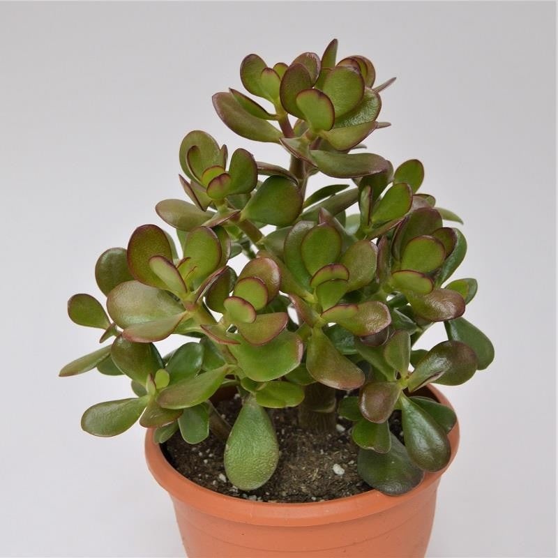 Crassula ovata – 17cm