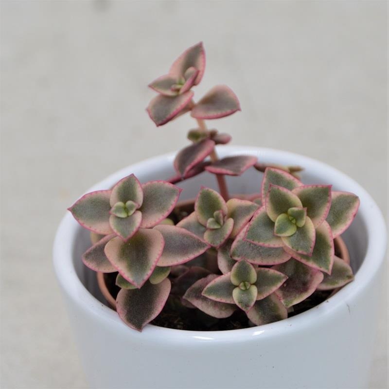 Crassula pellucida ssp. marginalis – 5.5cm