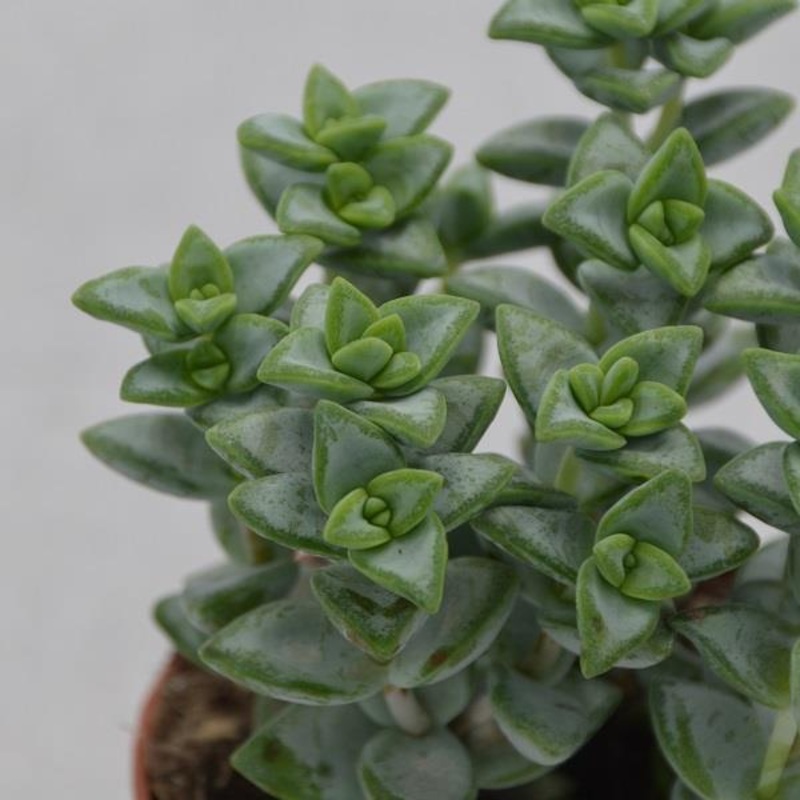 Crassula perforata Azul – 8.5cm