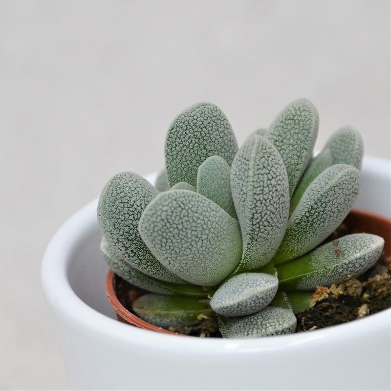 Crassula tecta – 5.5cm