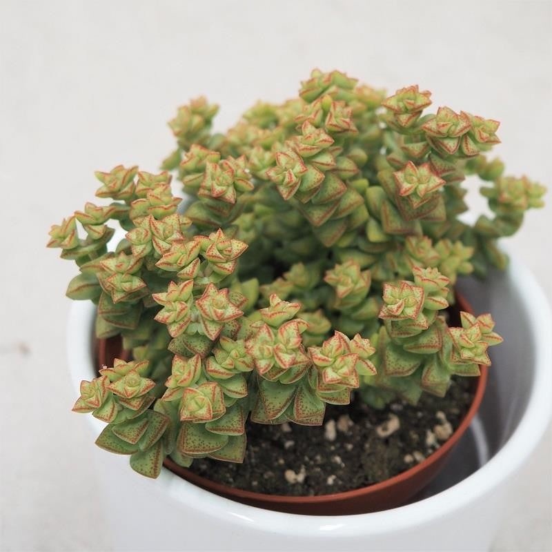 Crassula Tom Thumb – 8.5cm