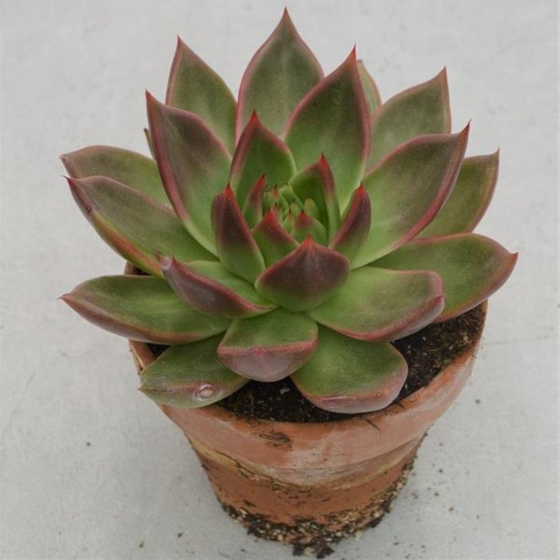 Echeveria agavoides Mars – 13cm in terracotta pot