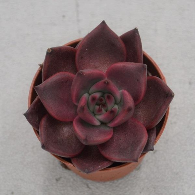 Echeveria agavoides Romeo – 5.5cm