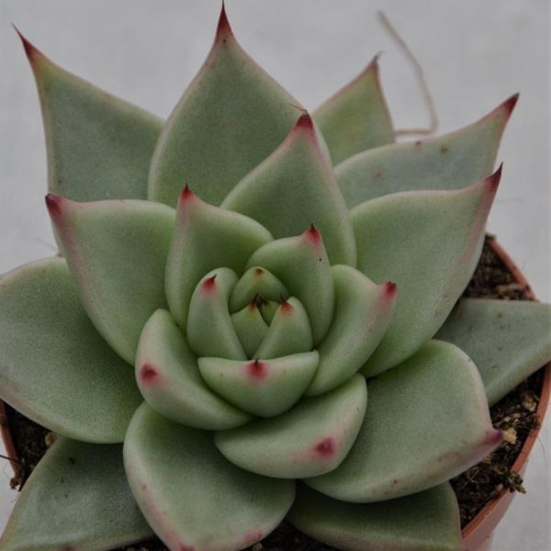 Echeveria agavoides Sirius – 8.5cm