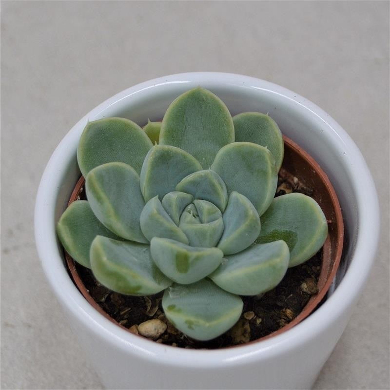 Echeveria albicans – 6cm