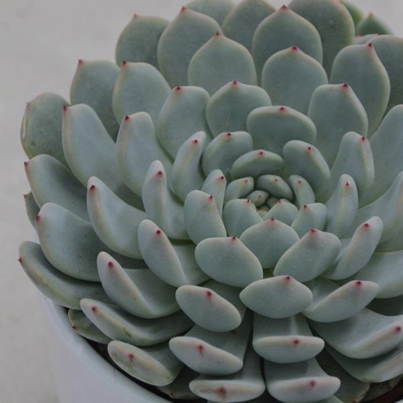 Echeveria Baena – 10.5cm
