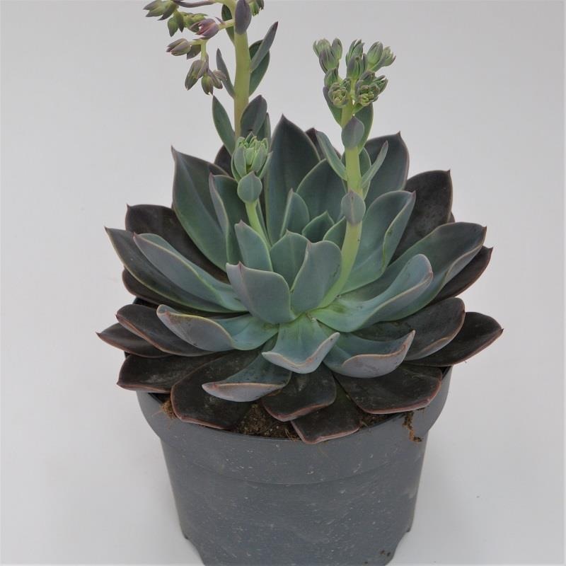 Echeveria Blue Prince – 17cm
