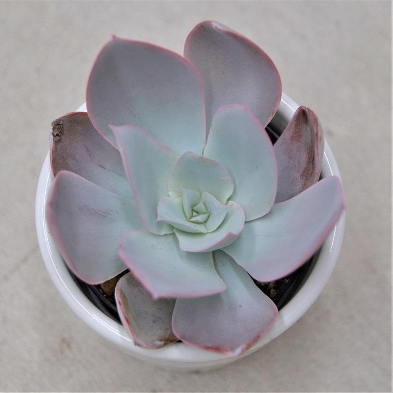 Echeveria cante – 6cm
