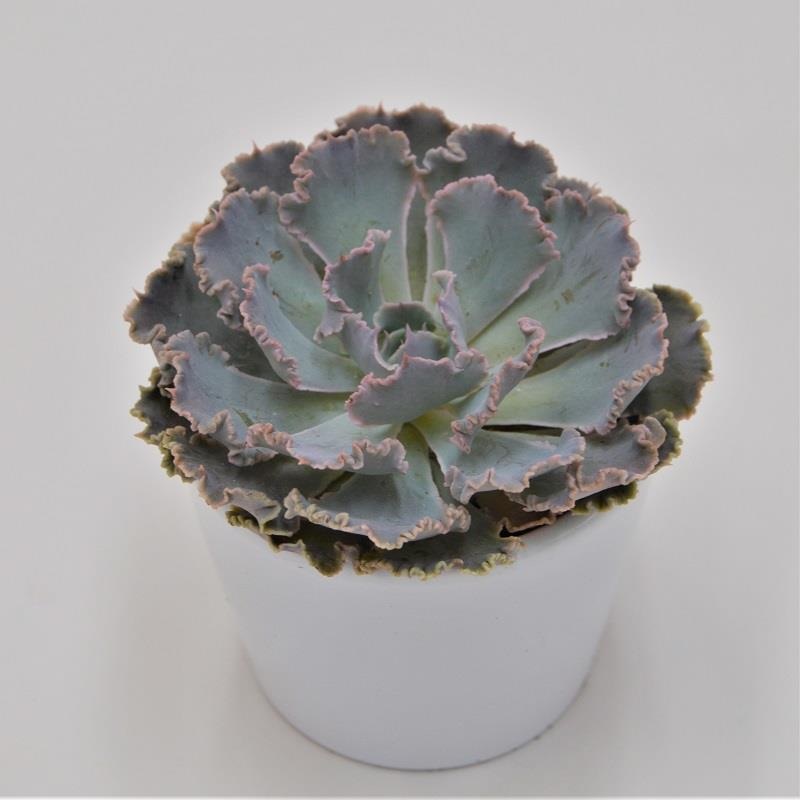 Echeveria Cheyenne – 5.5cm