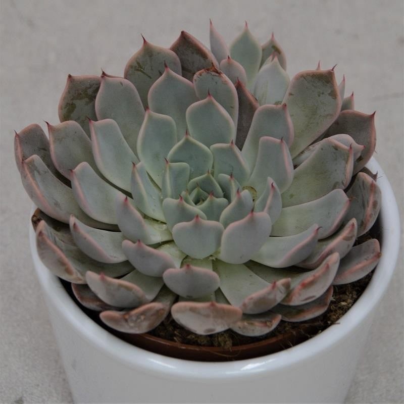 Echeveria cuspidata var. zaragoza Pink – 8.5cm