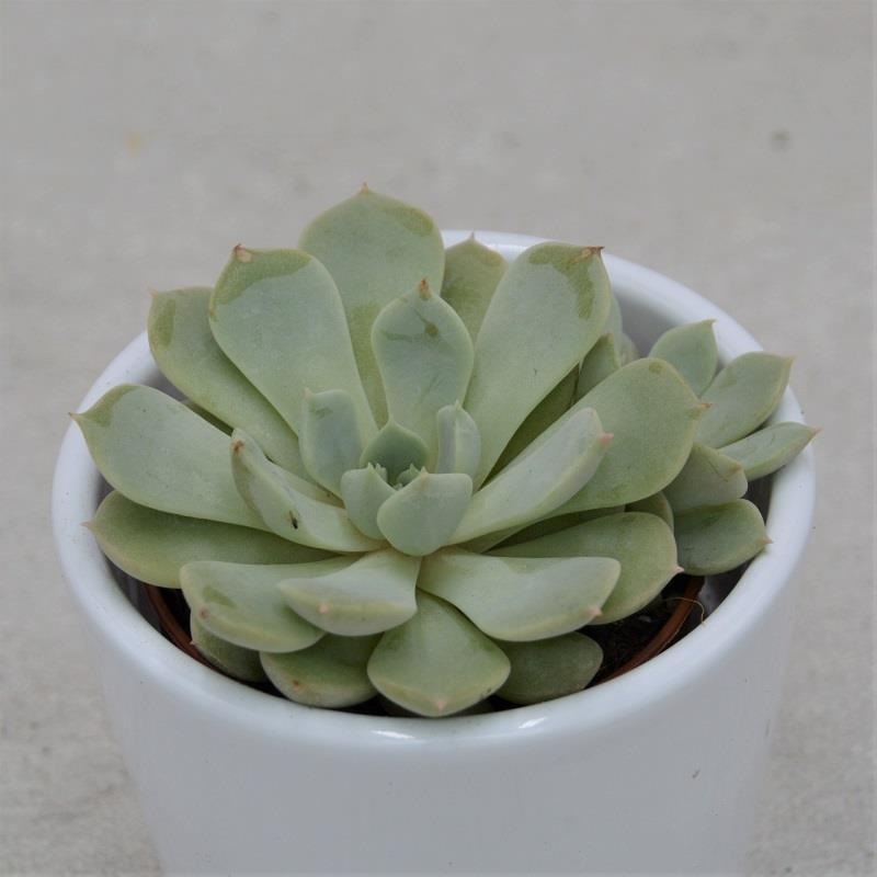 Echeveria globulosa sp. – 5.5cm