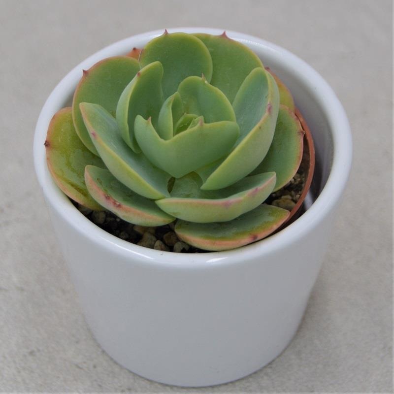 Echeveria Green Spoon – 6cm
