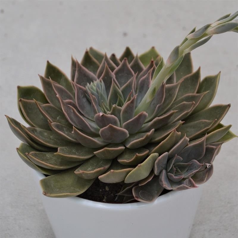 Echeveria Mensa – 10.5cm