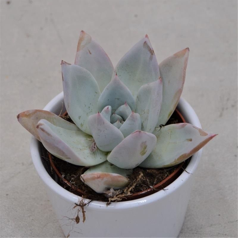 Echeveria Mexican Giant – 9cm