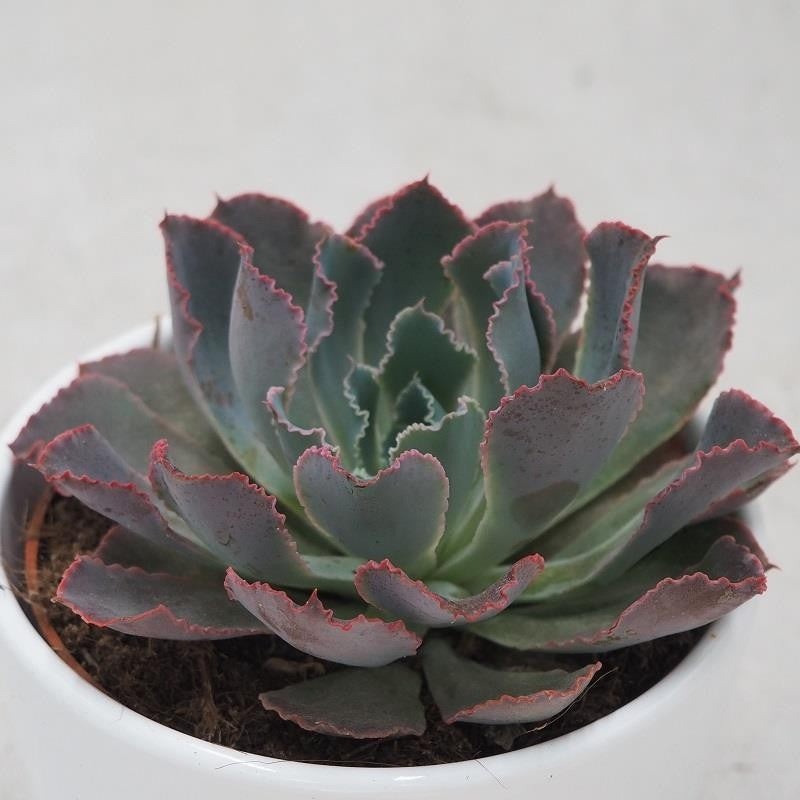 Echeveria Neon Breaker – 10.5cm