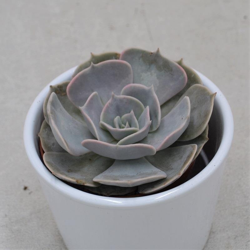Echeveria Pollux – 8.5cm