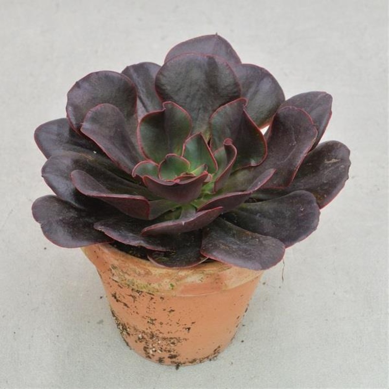 Echeveria Red Prince – 13cm in terracotta pot