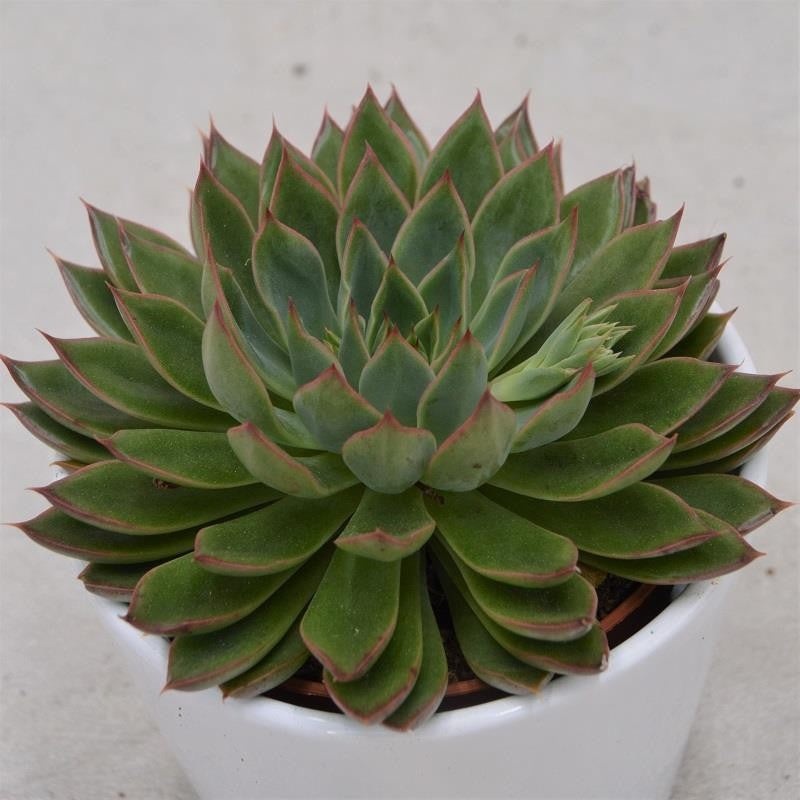 Echeveria Sagita – 10.5cm