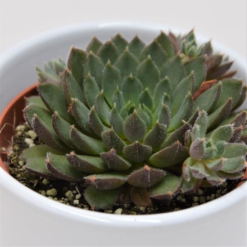 Echeveria Scorpio – 8.5cm