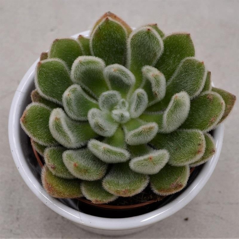 Echeveria setosa – 8.5cm